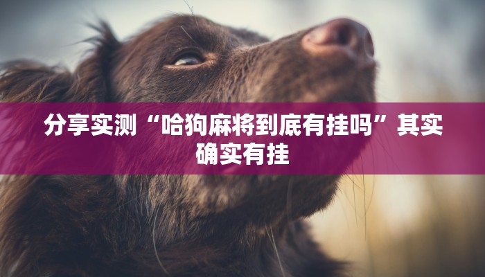 分享实测“哈狗麻将到底有挂吗”其实确实有挂